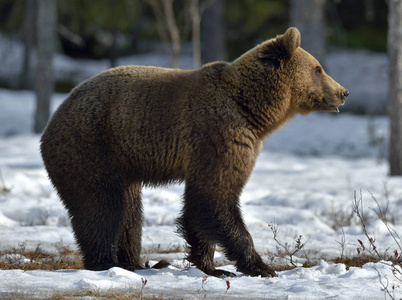褐熊 休斯 arctos 在雪, 沼泽在春天森林里