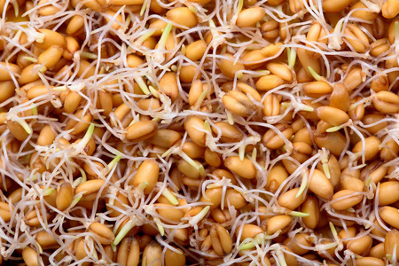 发芽的小麦草籽, closeup.texture.organic.vegan 的食物.