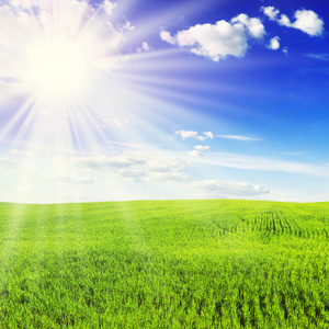 马放牧的晚霞七彩的晚霞,在绿色的原野的小麦草田晚霞,软焦点的女人