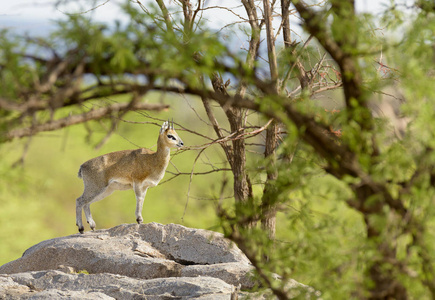 Klipspringer 的特写 科学名字 Oreotragus Oreotragus, 或 Mbuzi Mawe 在 