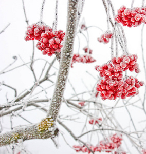 冬天冻荚雪下。荚在雪地里。第一场雪