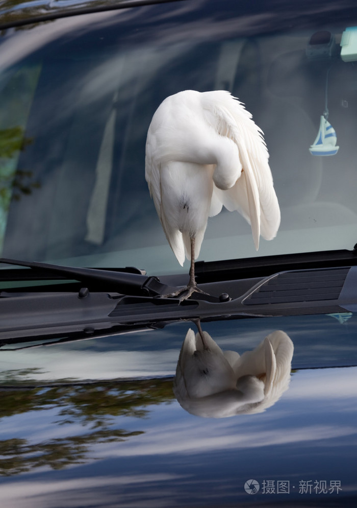 在车上的白鹭