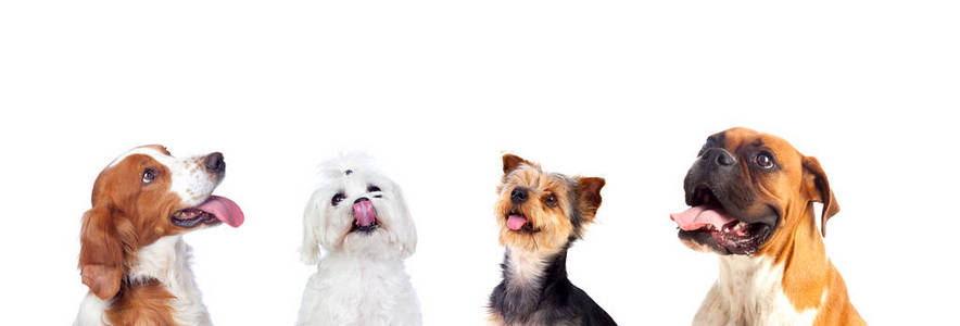 白色背景下的可爱的不同狗的工作室肖像