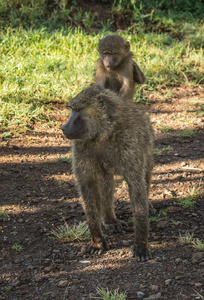 肯尼亚库湖附近的猴狒狒