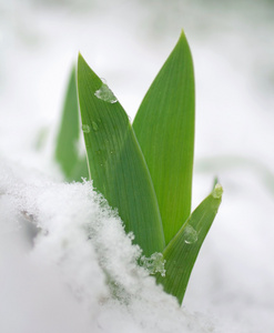 春天的嫩芽在雪地里生长照片