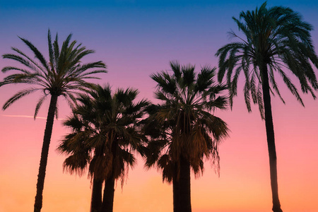 日落时对着天空的老式热带棕榈树