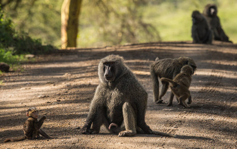 肯尼亚库湖附近的猴狒狒