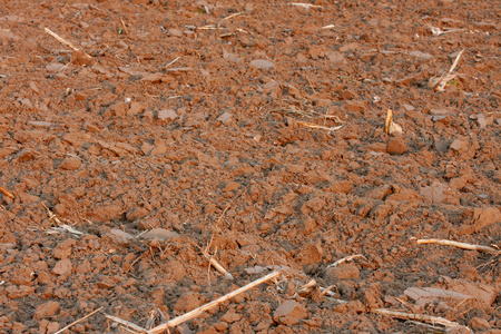 棕壤背景少数几个孤立的白色背景上的暗棕壤绿色草坪草和棕壤捷克共和