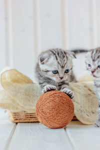 年轻可爱的小猫玩毛线球