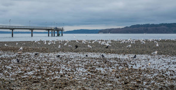 海岸线 Seagullls