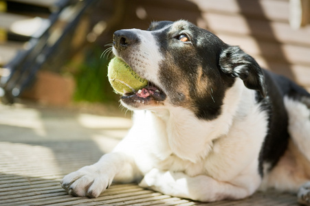 知足的牧羊犬图片