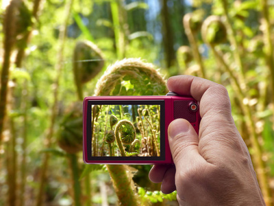 照相机取景器中的小蕨类照片