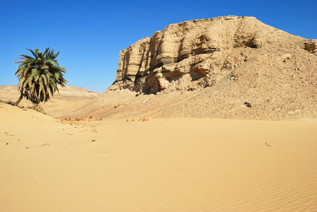 沙漠中的棕榈树
