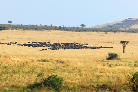 带有羚羊的非洲景观