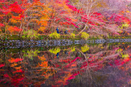 韩国 Naejangsan 国家公园秋季