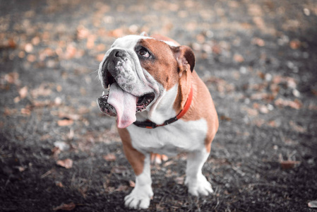 顽皮夫妇的英国斗牛犬