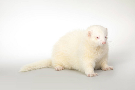 单形式分节的白鼬白鼬,鼬 erminea白鼬看冬天老树桩上的白鼬纹理背景