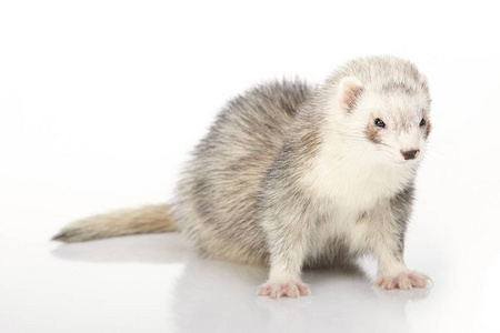 两个月旧雪貂年轻动物雪貂年轻的黑暗雪貂婴儿在演播室背景摆姿势年轻