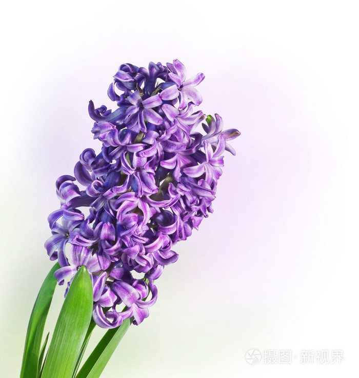 紫色风信子