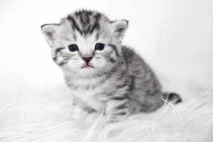 可爱的条纹灰色小猫小猫咪