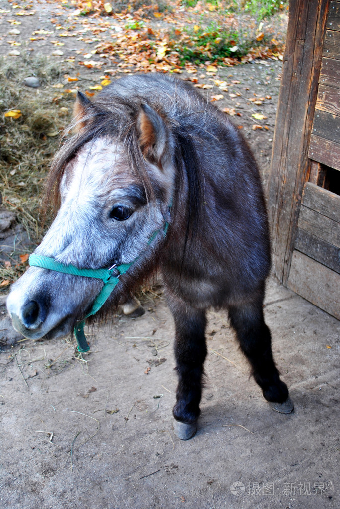矮种马小型马25英镑