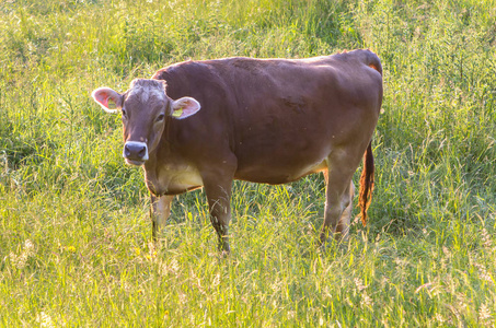 棕色母牛吃草图片