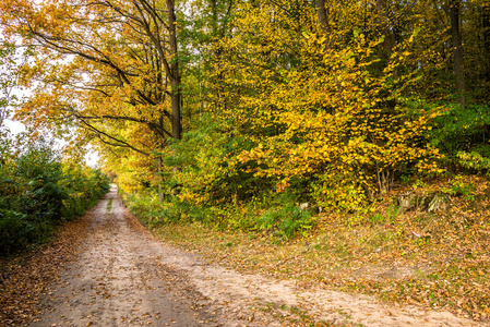 森林中秋色的色彩, 绿树上红叶的风景路的风景