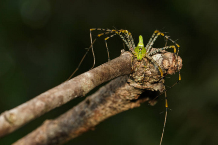 马达加斯加绿蜘蛛图像Peucetia Madagasariens is