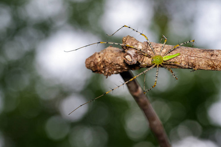 马达加斯加绿蜘蛛图像Peucetia Madagasariens is