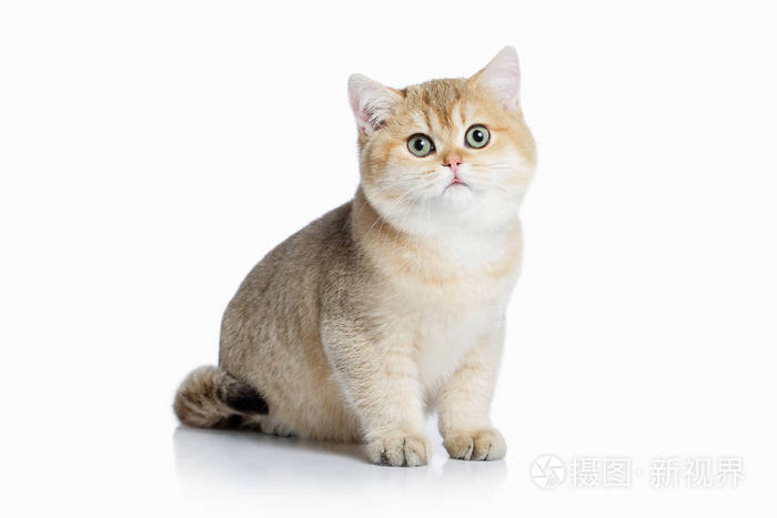 猫 白色背景的小金英猫照片 正版商用图片02h0pc 摄图新视界