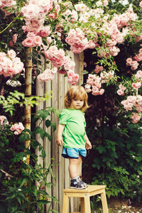 小男孩在附近玫瑰布什的木椅上