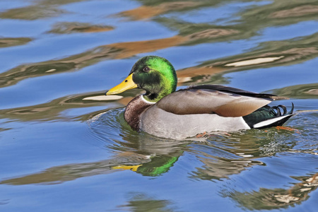 野鸭鸭在公园湖游泳