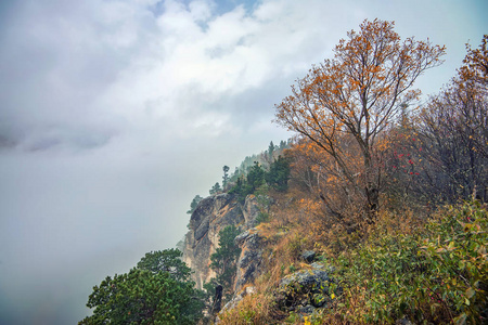 在秋天和孤独的树森林山水风景图片