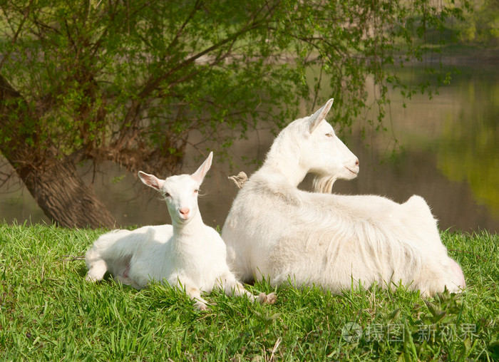 山羊goat的名词复数老色鬼色狼好色之徒