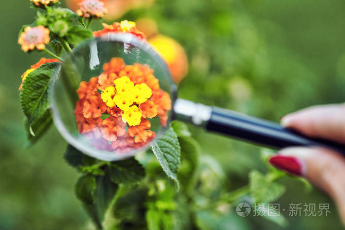 绿色植被背景下的放大镜