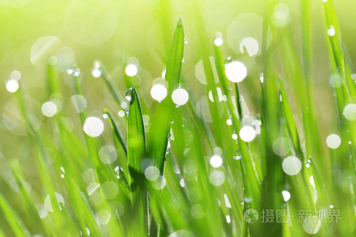 一滴透明的雨水落在青草的绿叶上在草地上清新的晨露自然背景