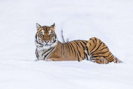 在雪地里一只孟加拉虎