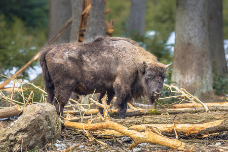 Wisent 看森林