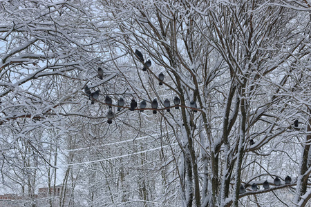冬天坐在一棵树上的鸽子