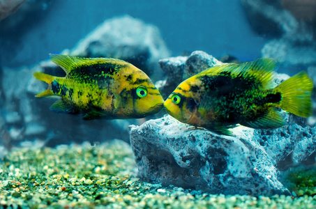 两个五颜六色的异国情调的鱼在水族馆里游泳照片
