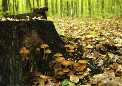 森林蘑菇照片