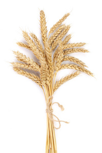 小麦在白色背景上孤立的耳朵。顶视图
