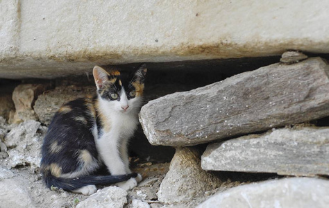 可爱的小猫咪坐在岩石下