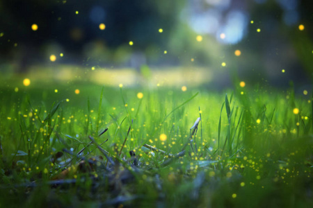 萤火虫在夜间森林中飞行的抽象和神奇的形象.童话概念照片