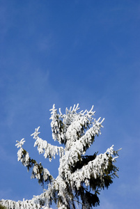 冬冷杉树顶上有雪和锄