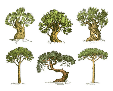 大套的铭刻 手绘制树包括松树 橄榄和柏树 冷杉森林孤立的对象