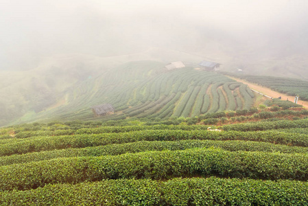 茶园景观视图2000在一个有雾的一天上午。泰国