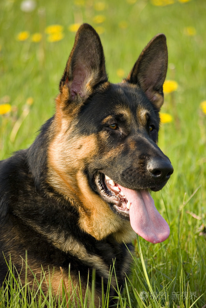 德国牧羊犬,阿尔萨斯狼犬