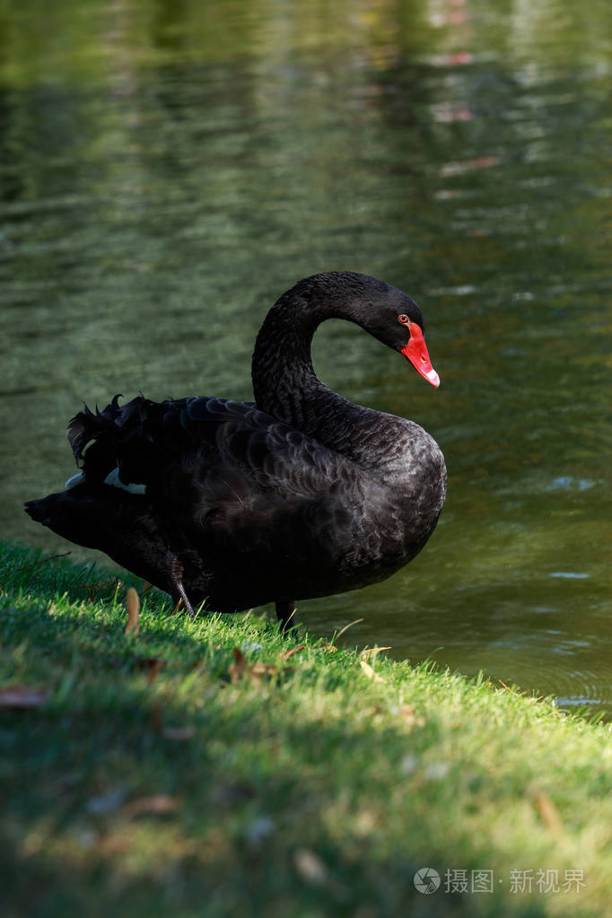 美丽的黑天鹅