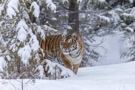 在雪地里一只孟加拉虎照片